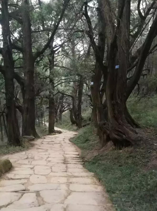 成都伴程旅游(8)