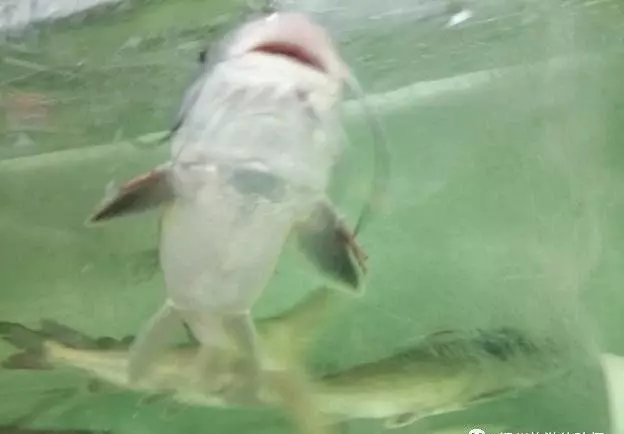 王鱼是海鱼还是淡水鱼(5)