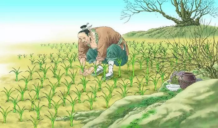 出自寓言故事的成语揠苗助长还有什么(5)