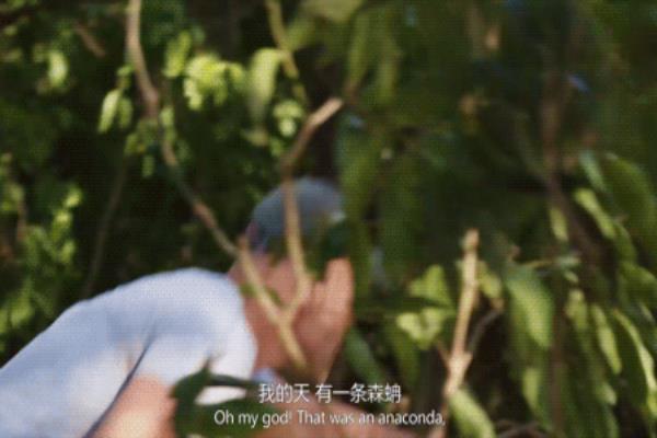 徒步亚马逊纪录片哪里有.