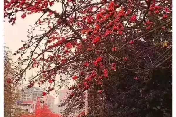 珠海市花是什么花,象征什么.