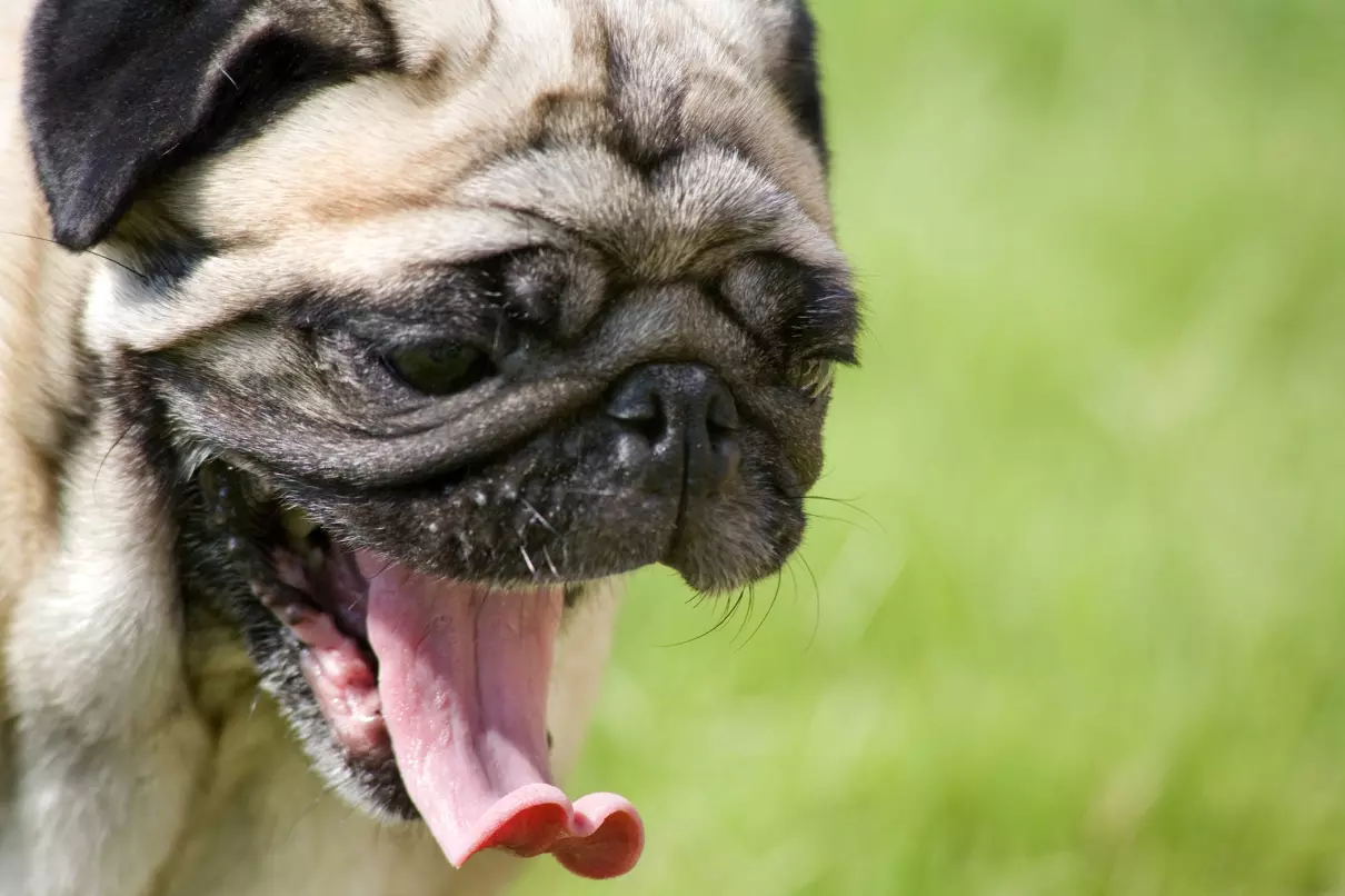 狗打喷嚏是不是感冒了(2)
