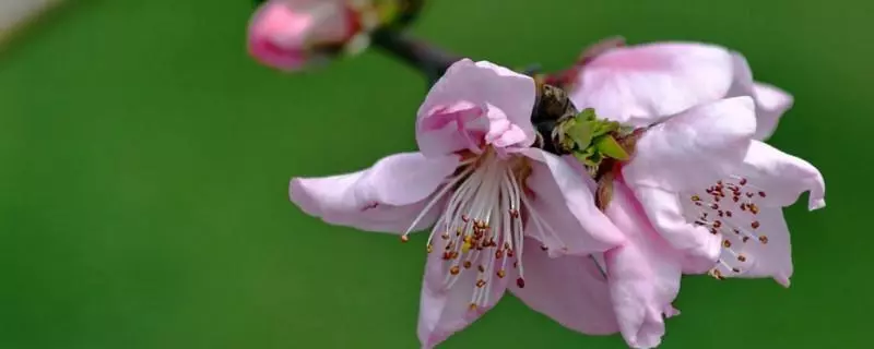 两性花和雌雄同株的区别(1)