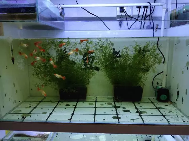 孔雀鱼吧用什么过滤(2)