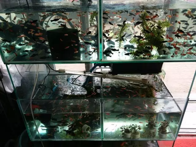 孔雀鱼吧用什么过滤(4)