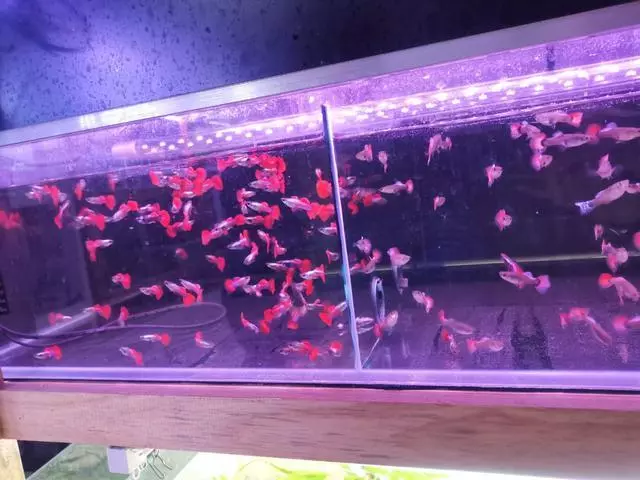 孔雀鱼吧用什么过滤(5)