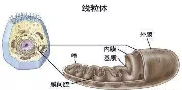 无氧呼吸的主要场所是什么(1)