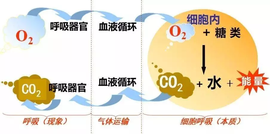 无氧呼吸的主要场所是什么(7)