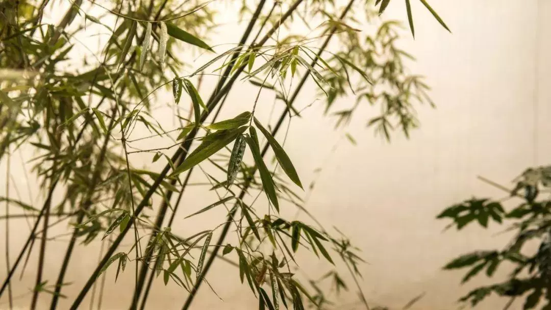 关于竹的古诗有哪些(11)