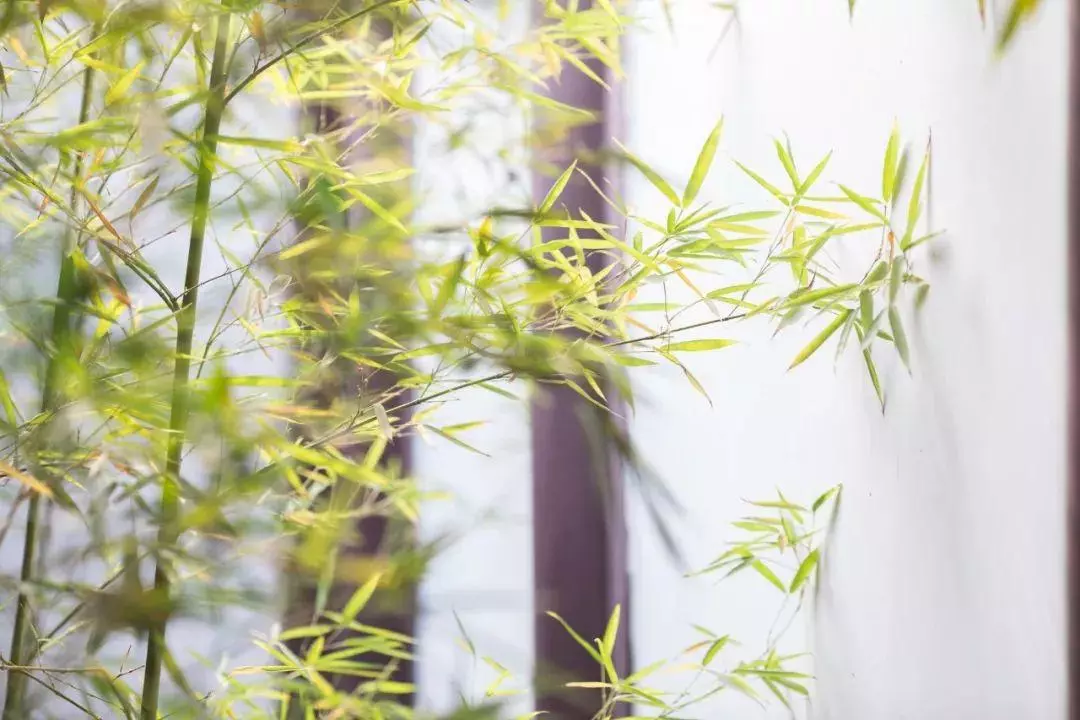 关于竹的古诗有哪些(1)