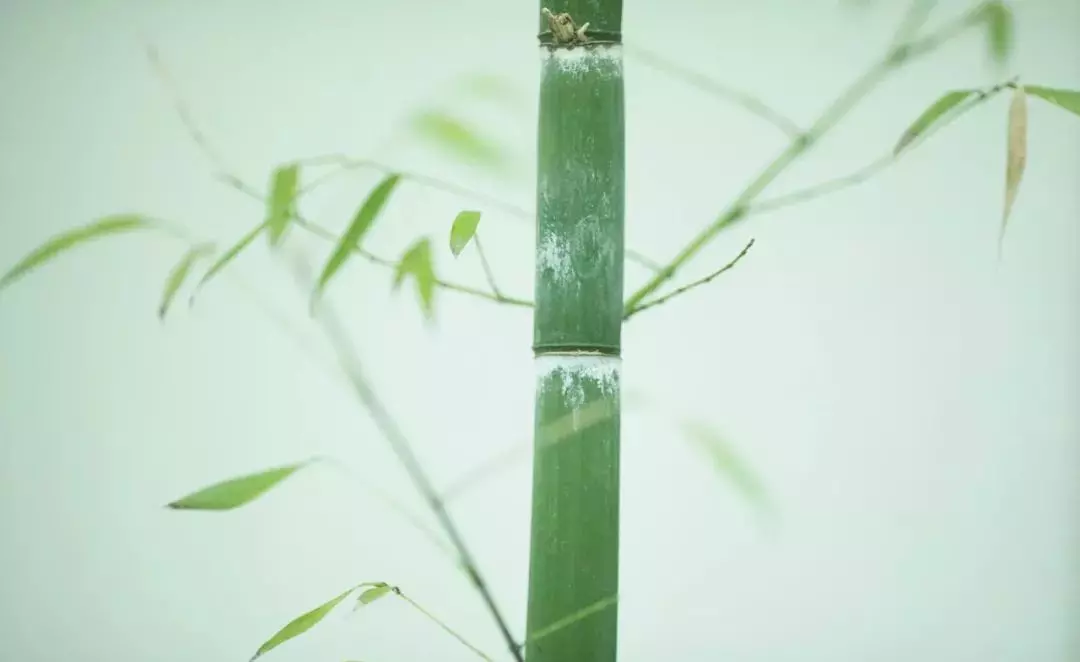 关于竹的古诗有哪些(2)