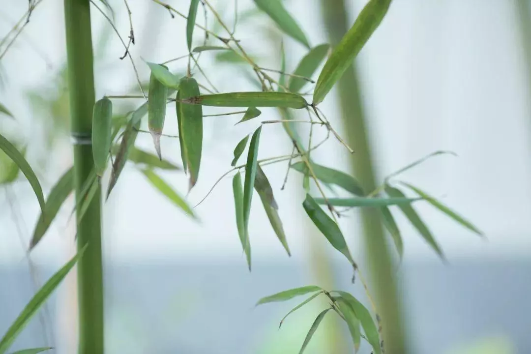 关于竹的古诗有哪些(3)