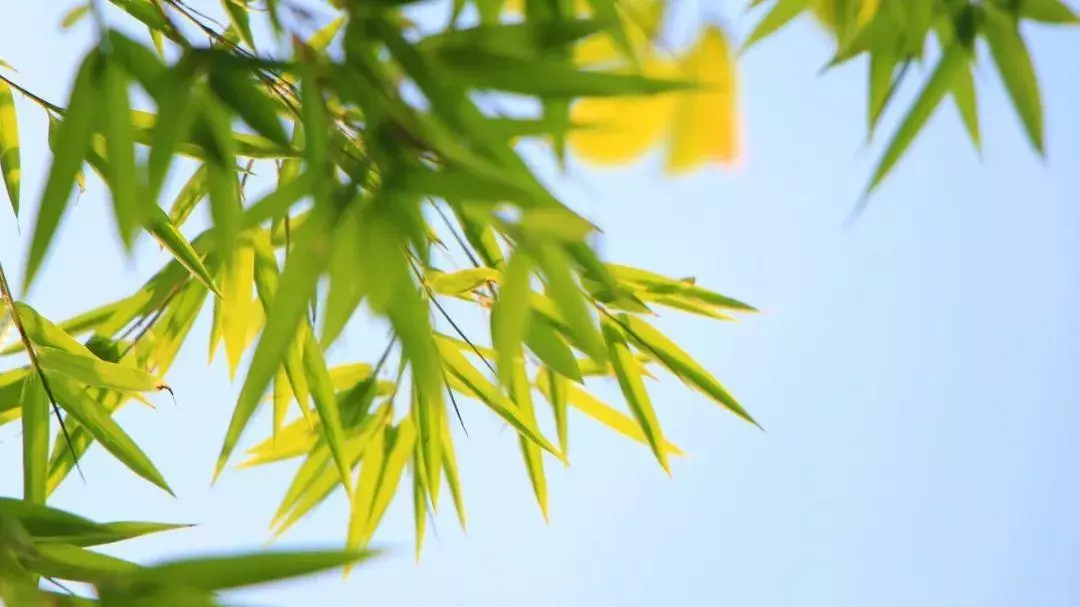 关于竹的古诗有哪些(4)