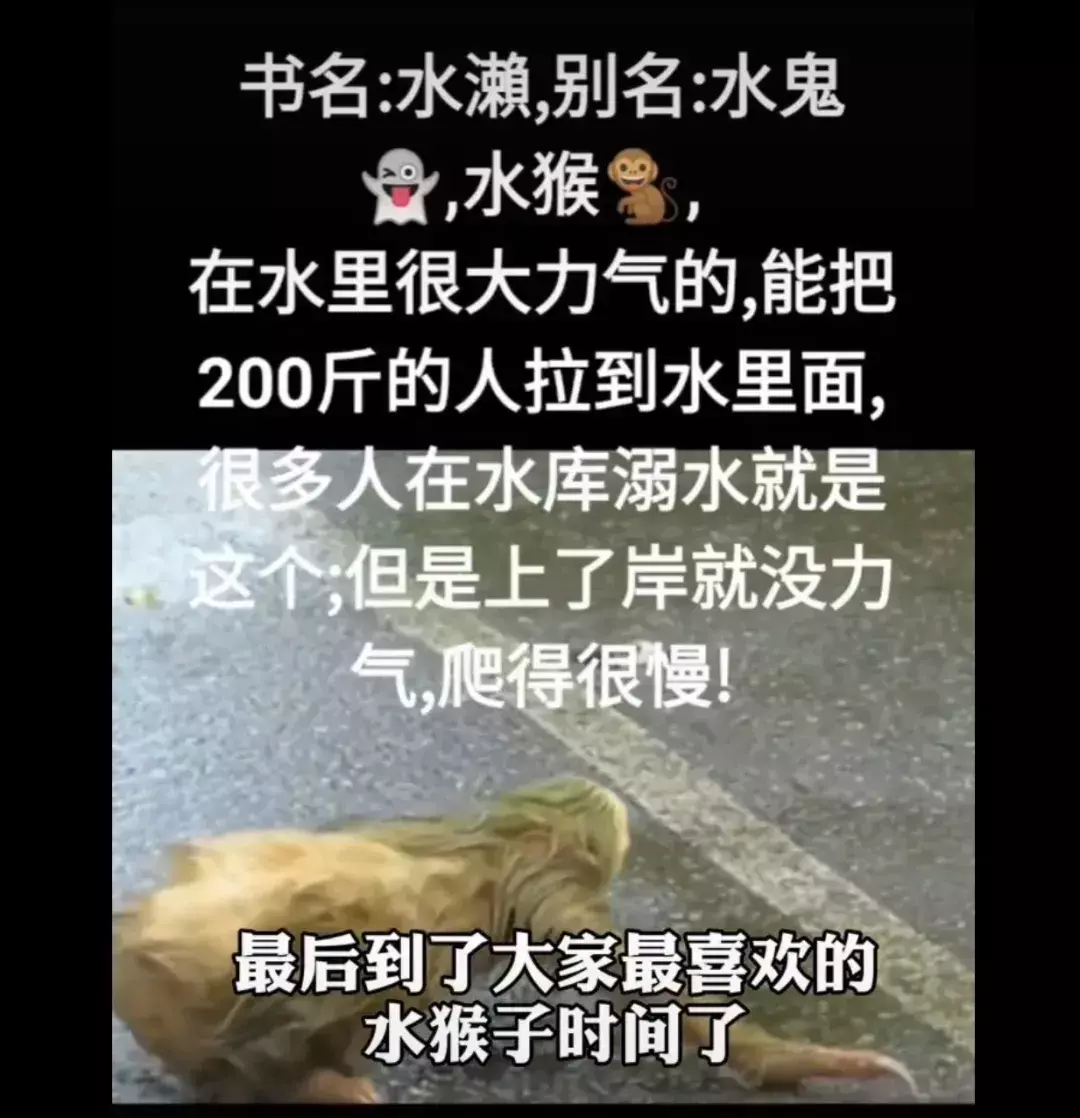 定风猴是什么动物(10)