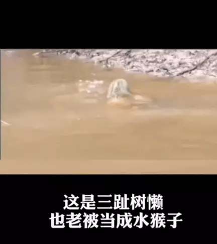 定风猴是什么动物(11)
