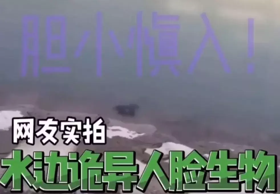 定风猴是什么动物(12)