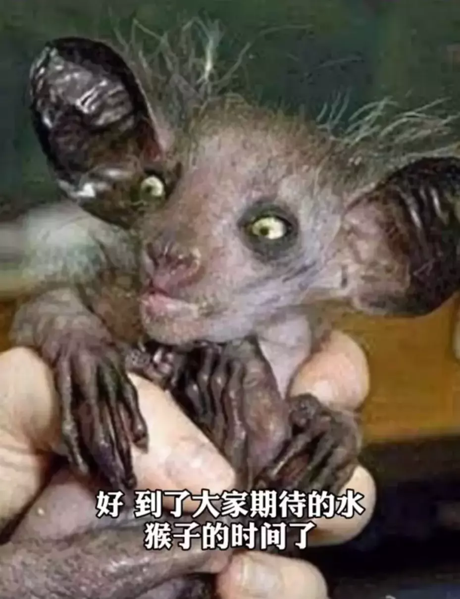 定风猴是什么动物(14)