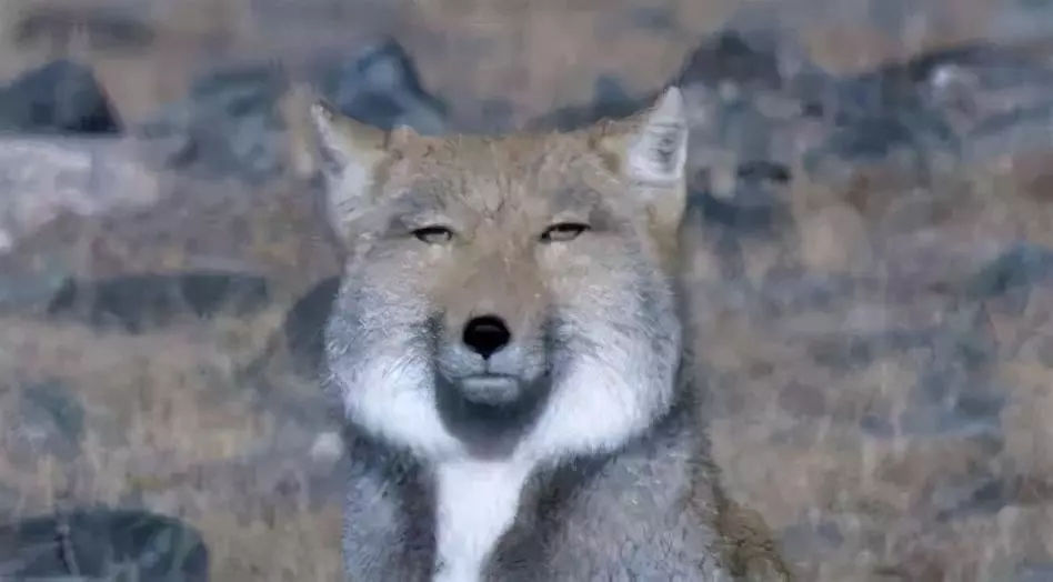 定风猴是什么动物(1)