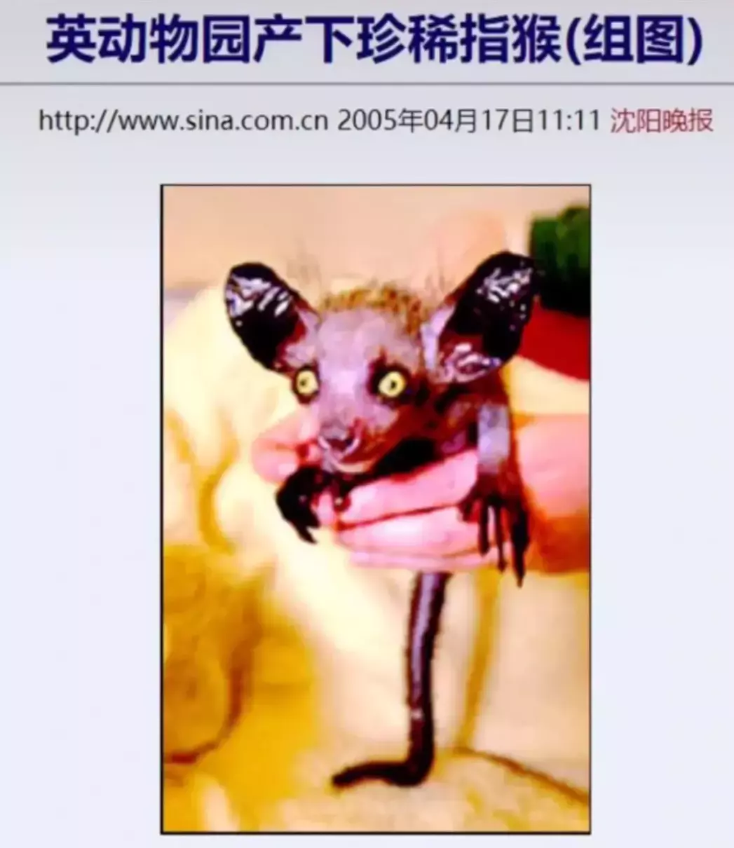 定风猴是什么动物(20)