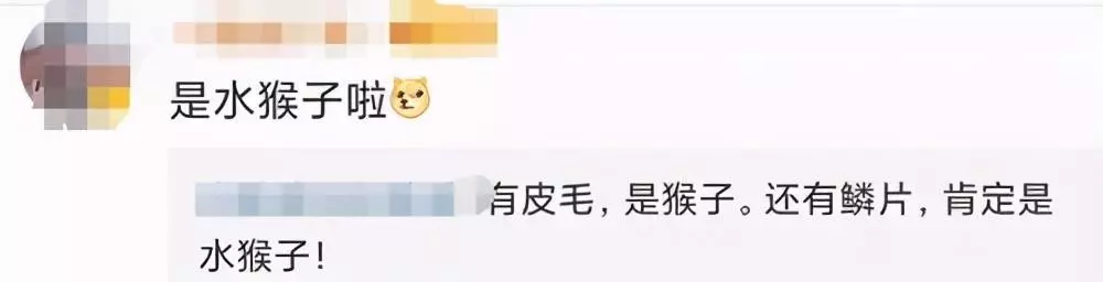 定风猴是什么动物(23)