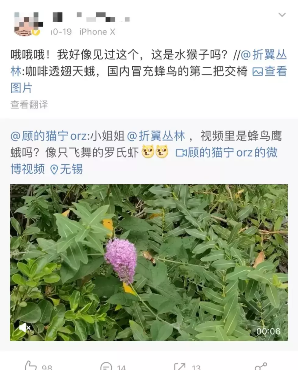定风猴是什么动物(24)