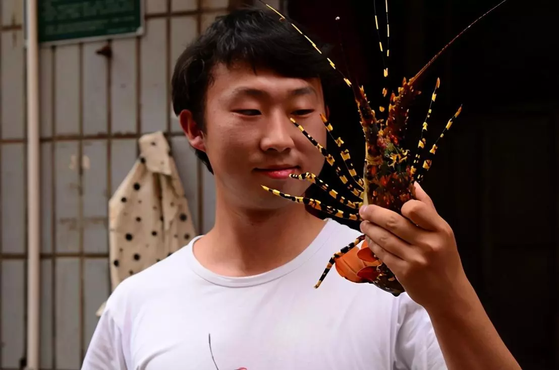 定风猴是什么动物(2)