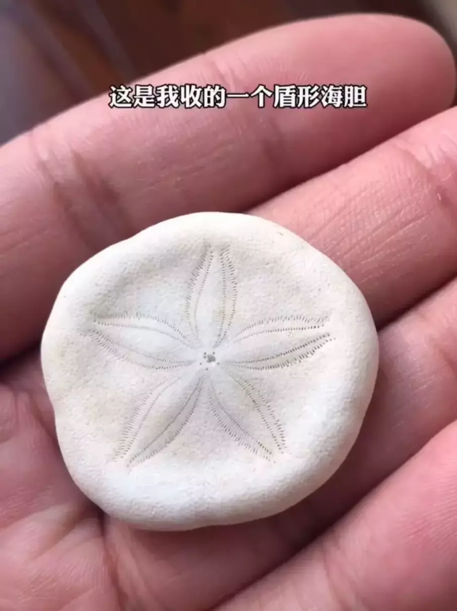 定风猴是什么动物(31)