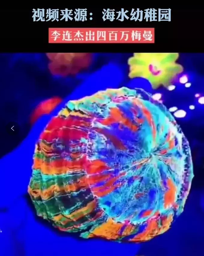 定风猴是什么动物(32)