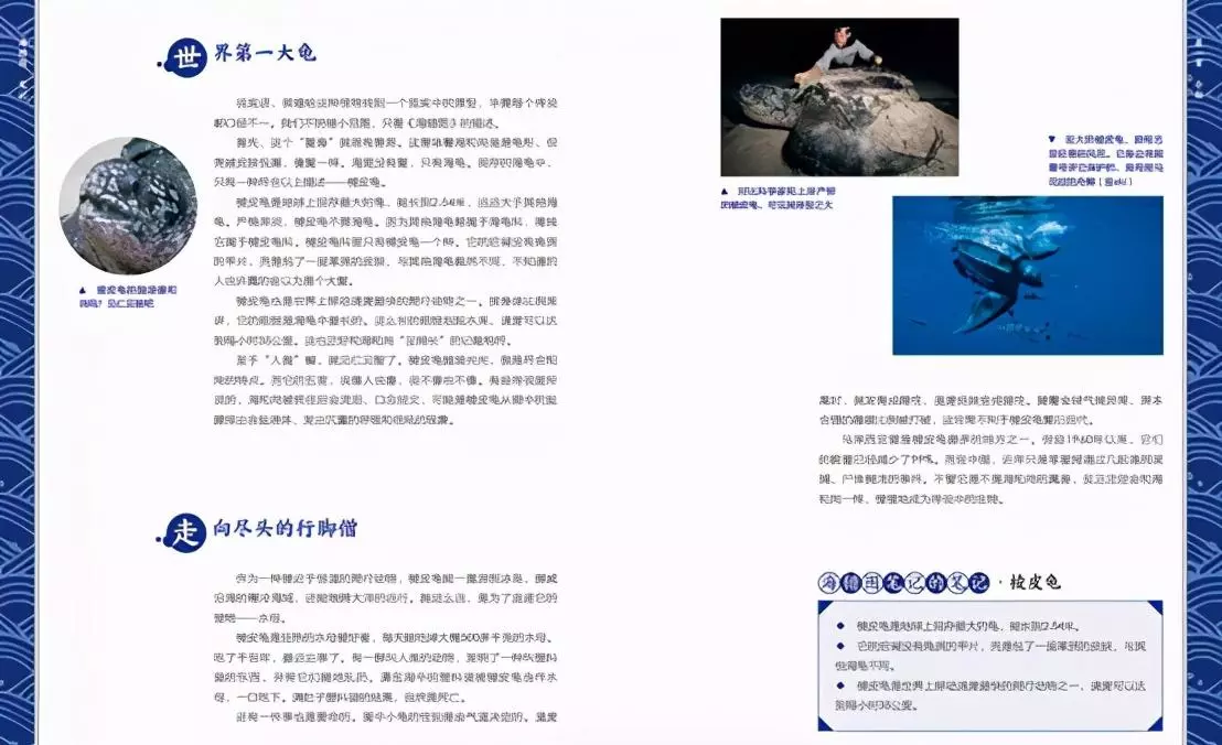 定风猴是什么动物(38)