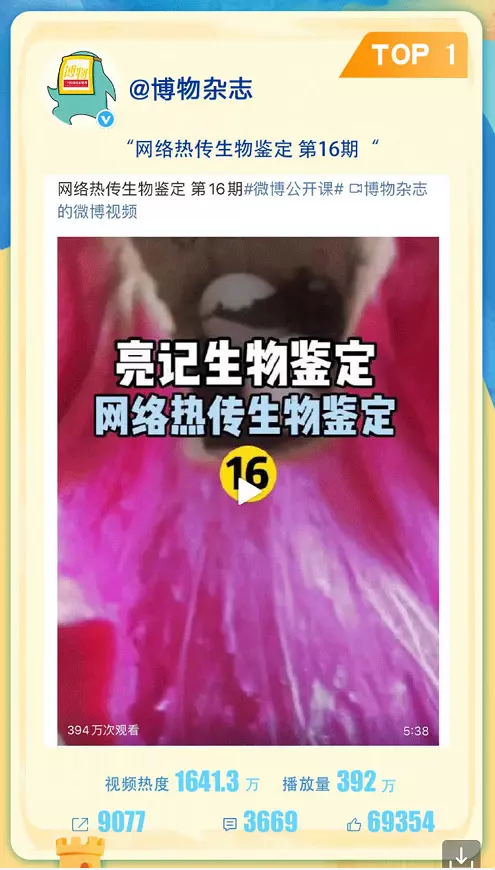 定风猴是什么动物(4)
