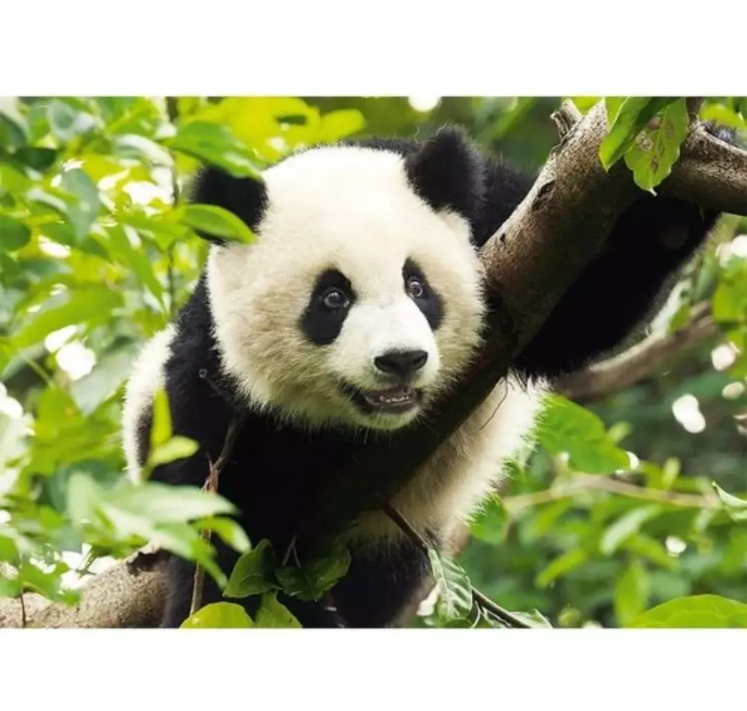 小熊犬是什么狗(1)