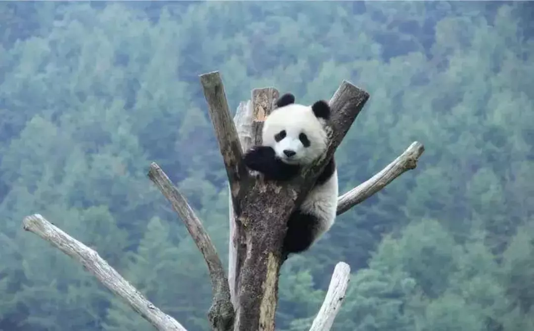 小熊犬是什么狗(2)