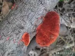 朱红栓菌是2000元一斤吗(2)